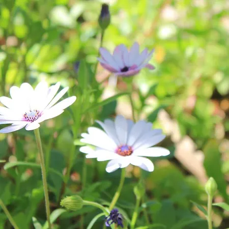 Il Giardino Hotel Foce Varano